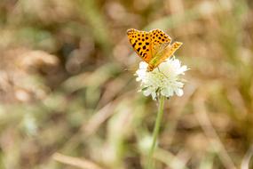 Butterfly Nature Insect