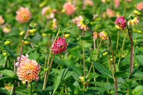 Dahlias Blossom Bloom Red