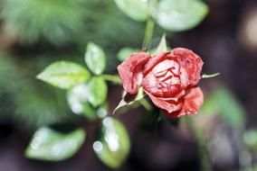 Red Rose Flower