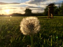 Summer Dandelion Nature