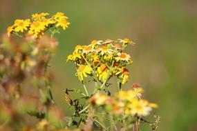 Flower Nature Happy