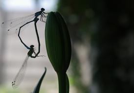 Dragonfly Love Nature
