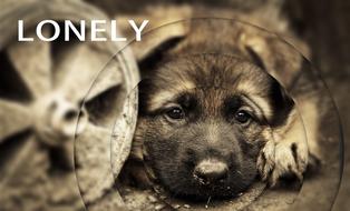 lonely pet dog