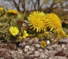 Spring dandelions