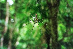 Spider Nature Insect