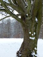 Tree Gnarled Old