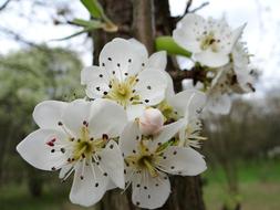 Apple flowers on a branch