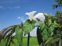 Sky Clouds Calystegia Sepium