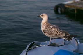 Bird Seagull Animal