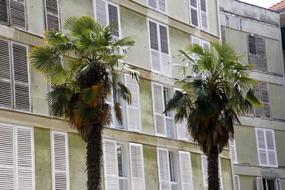 palm trees in the background of the building