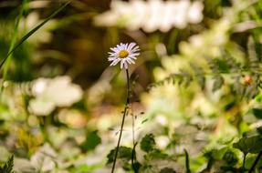 Flower Daisy Plant macro view