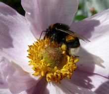 Bee Plant Plants