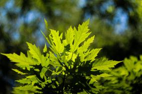 Maple Leaf Summer Natural