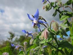 Borago Officinalis Sky Clouds