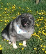 happy Dog Pet in garden