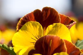 Spring Pansy Flowers