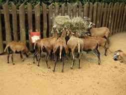 Goats Hungry Zoo
