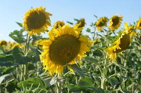 Sunflower Happy Nature