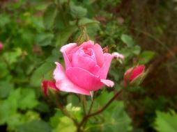 macro view of Pink Rose Flower on bush
