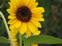 yellow sunflowers in the garden