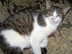 Cute cat resting on the bed