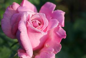 Rose Pink Flower