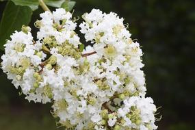 Flowers Floral Crape Myrtle