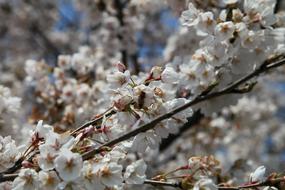 Cherry flowers with a bee