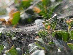 plants in a spider web