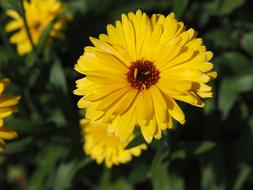 yellow flower bud in the grass