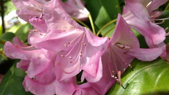 Pink Young Floral