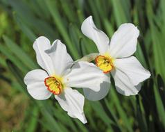 white beautiful flowers in the grass