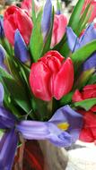 Tulip Red and purple Flowers