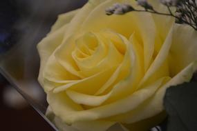 Rose Yellow petals in garden