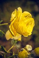 yellow rose in close up