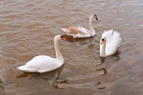 three swans in pond