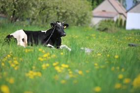 Cow Town farming