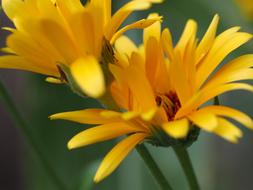 Flower Yellow