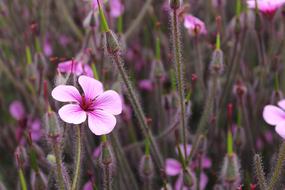 Flowers Purple Flower