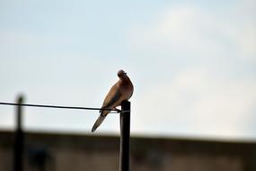 bird sitting on the fence