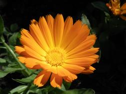 Flower Orange Calendula