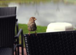 Birds Feathered Race Wings