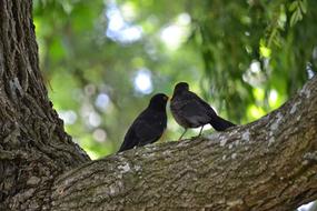 two birds resting on branch