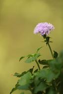 Flower Summer Grass