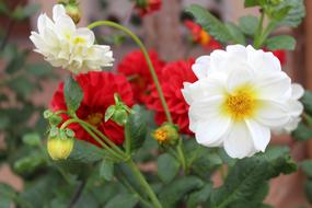Roses Flowers Nature