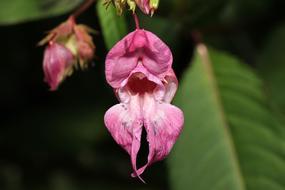 exotic pink flower