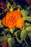 orange rose in the home garden