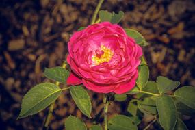 Rose pink Blooming Closeup view