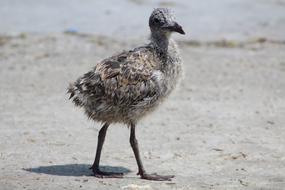 Laughing Gull Chick Baby
