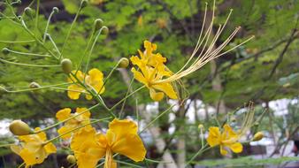 Yellow flowers on a branch